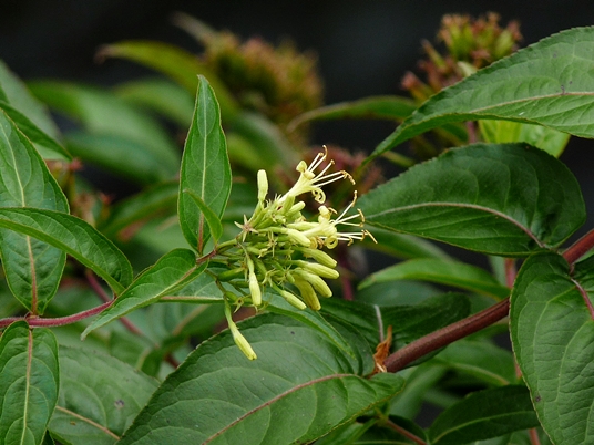 {Diervilla sessilifolia}